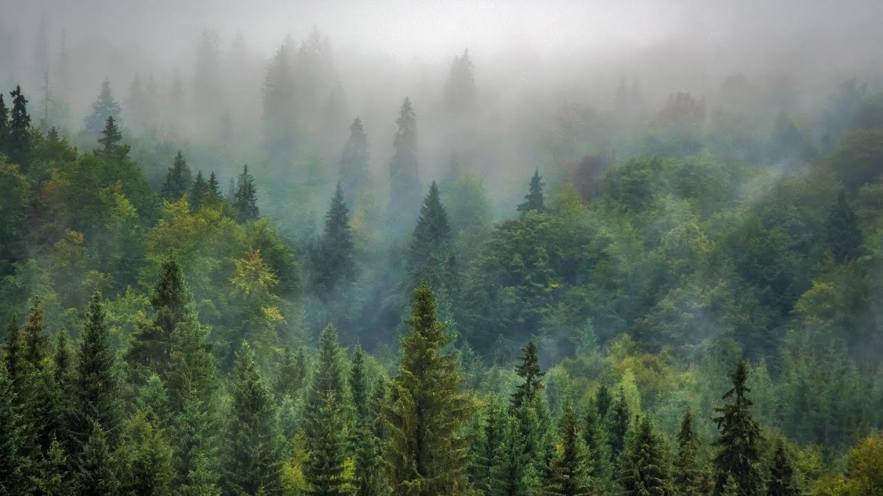 BOSQUE EN CALMA 🌲MUSICA PARA DORMIR O ESTUDIAR 🧘 Relaja tu Mente 🌿 (90 MINUTOS)