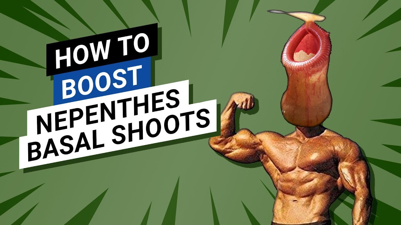 ✂️ 💪 What to do when a small nepenthes has a basal shoot? 🌿 (remove or not?)
