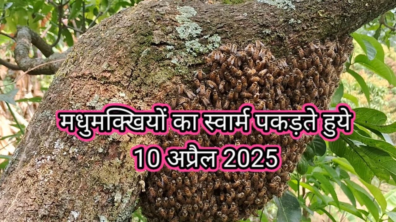 मधुमक्खी का स्वार्म इस प्रकार पकड़ा