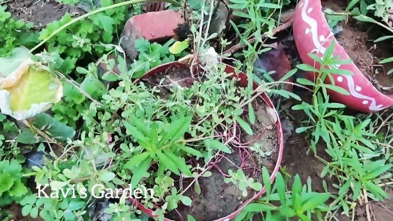 Leaf Compost,Clean up of my garden.