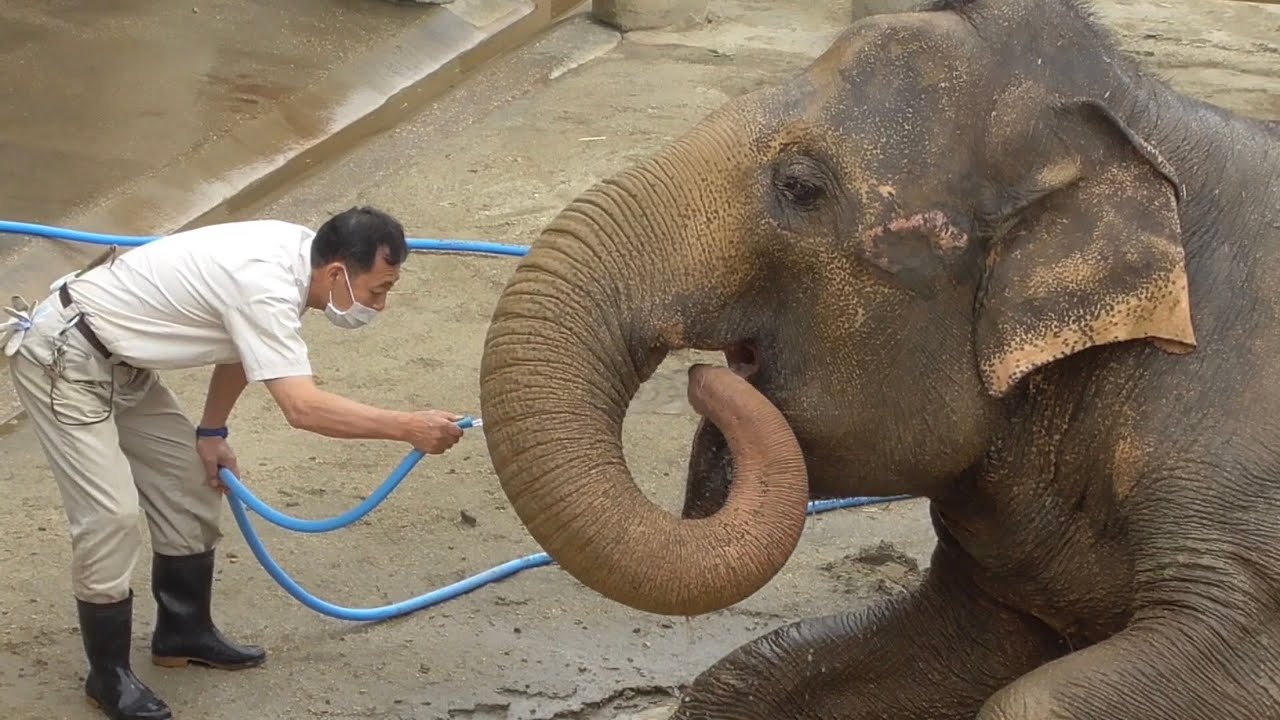 ゾウとおじさん　アジアゾウの水浴び　【東山動植物園】