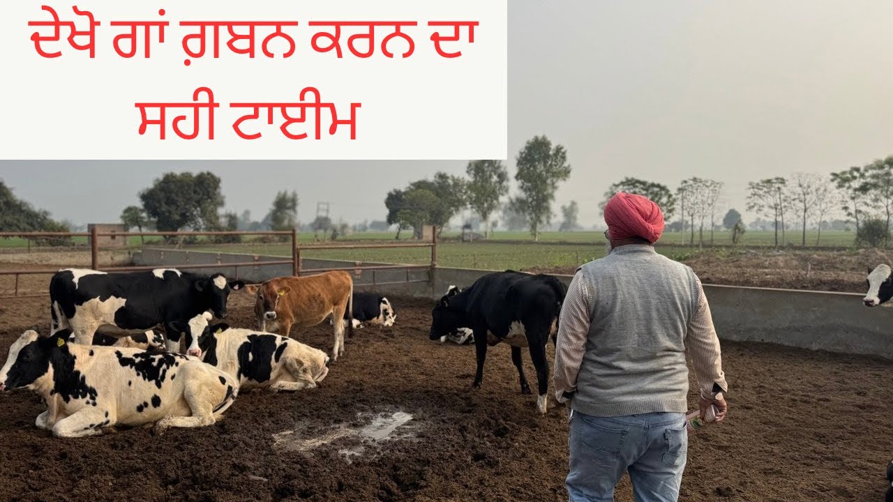 BEST TIME FOR A.I | AULAKH DIARY FARM | RAMPURA PHUL | BATHINDA | PUNJAB |