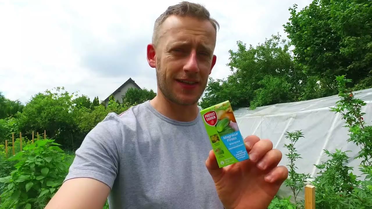 Mączniak rzekomy na ogórkach - czym zwalczyć? Infinito - Magnicur Finito | Floks.pl