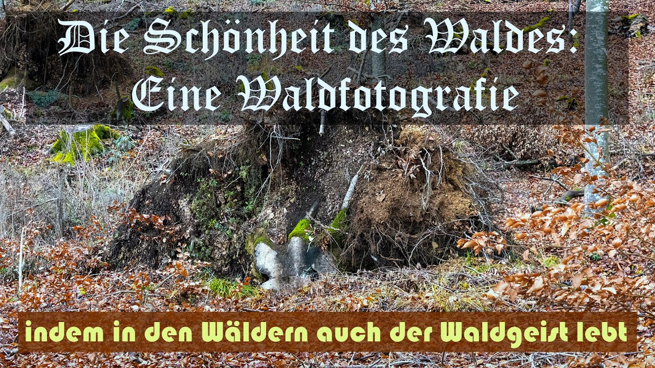 Geheimnisse der Waldfotografie: Die Kunst der Waldfotografie hautnah erleben!