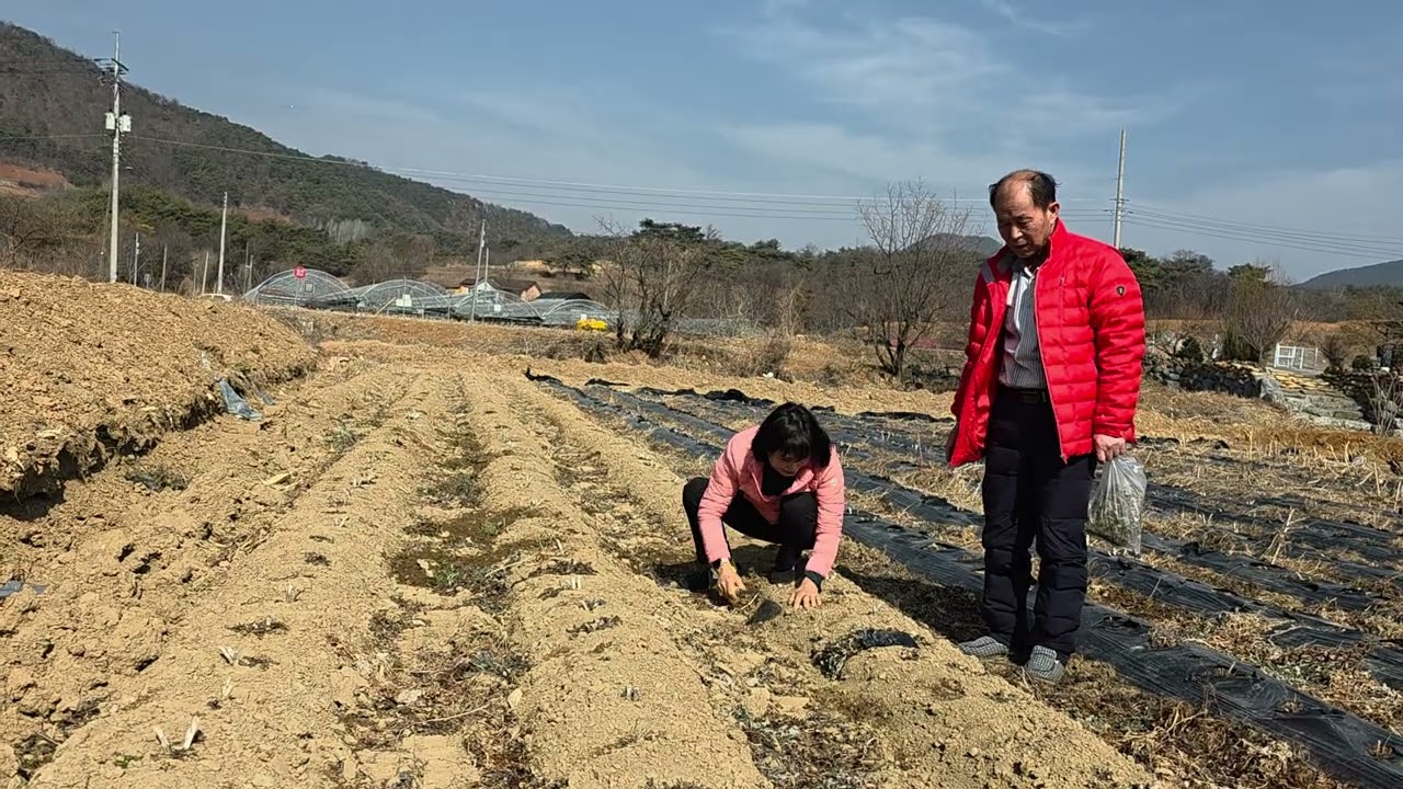 의붓아버지가 봄에 노다지 냉이캐러 딸을 내 보냅니다