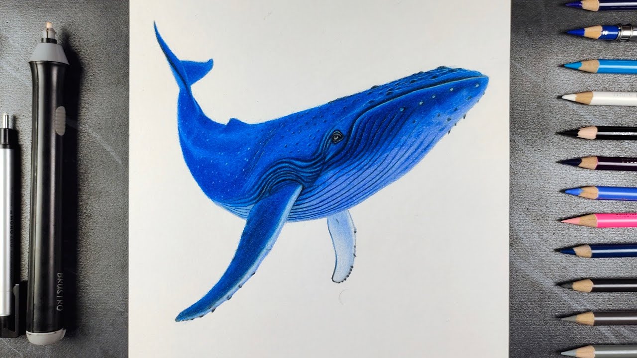 Realistic Blue Whale Drawing | Colour Pencil Timelapse Art | ‎⁨@ARTISTKISHOR⁩  
