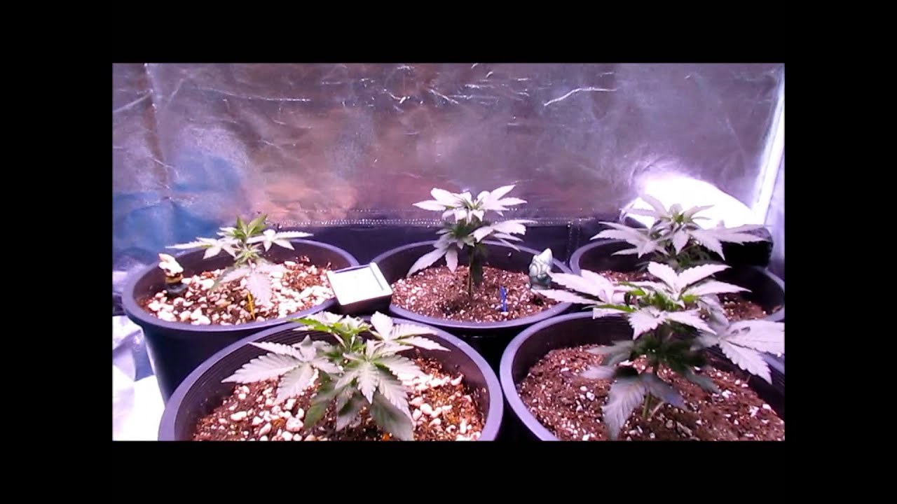 Pissdrunx0420 AutoFlower Grow: S2:E4 ThunderHaze Day 26, Dark Dragon Survivors