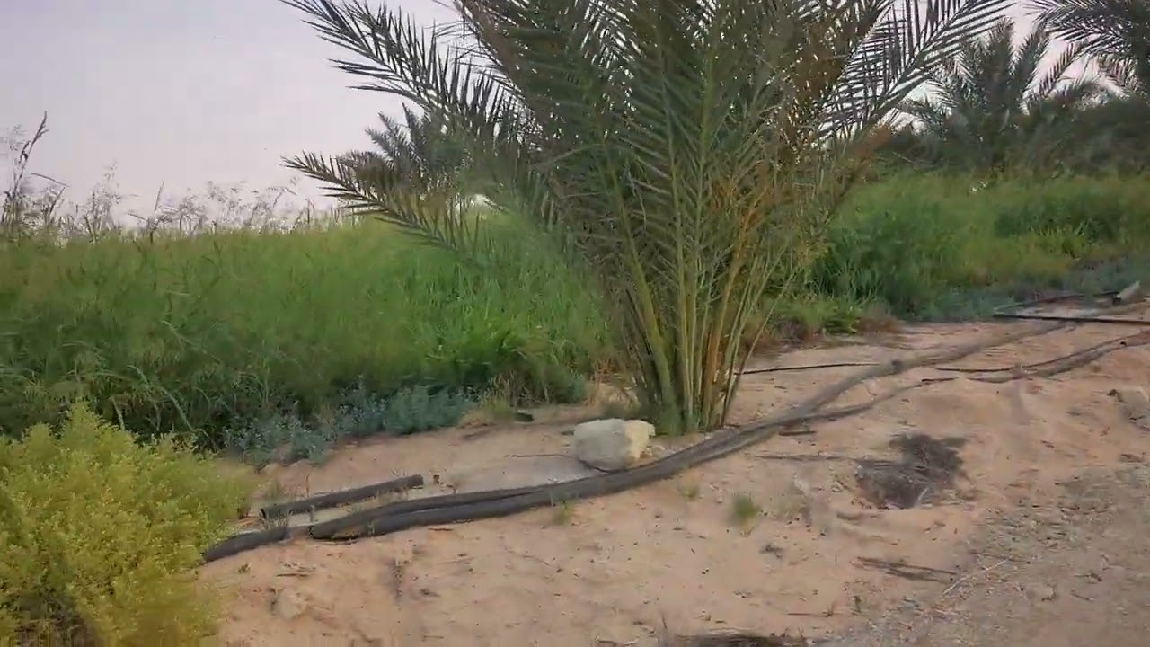 زراعة الاعلاف