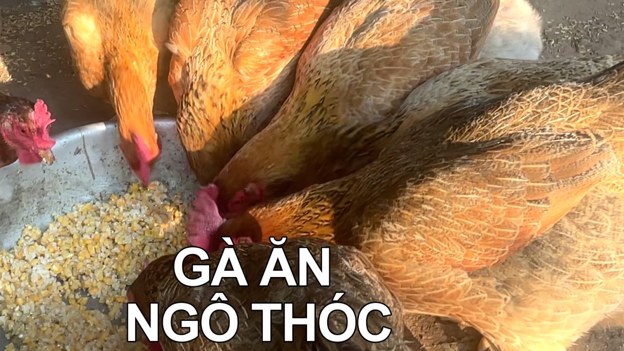 Gà ăn ngô, thóc – thịt chắc ngọt, nhìn là khác