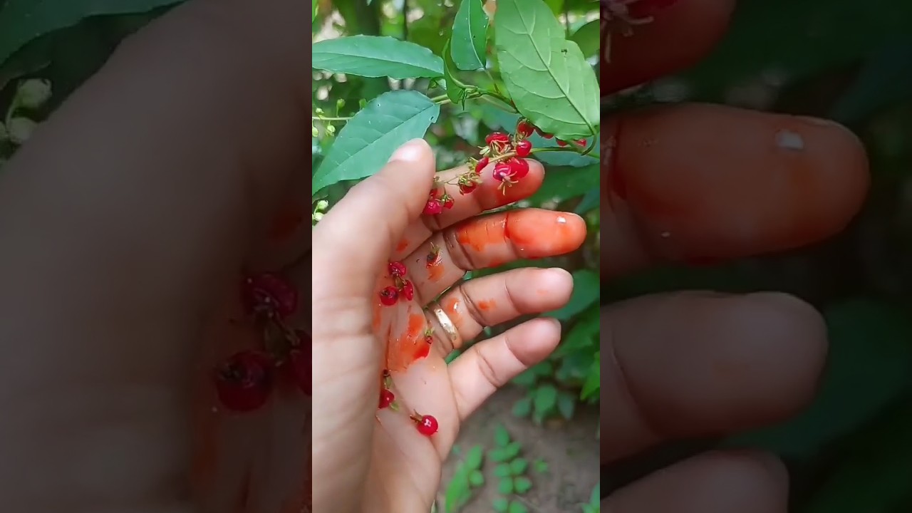 💉Bloodberry (southwestern native americans used the berries for a red dye) #shortvideo#plants#viral
