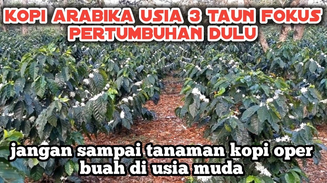 UMUR TIGA TAUN KOPI ARABIKA FOKUS PERTUMBUHAN DULU