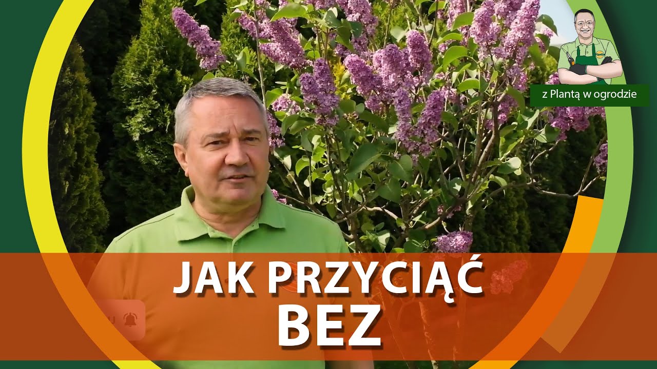 Jak przyciąć bez - Z PLANTĄ W OGRODZIE