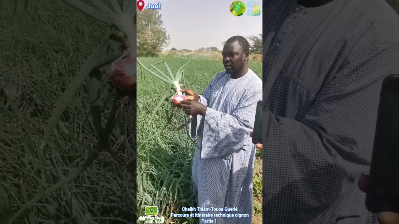 Li ci biir tool Cheikh Thiam-Touba GuerléParcours et itinéraire technique oignon Partie 1