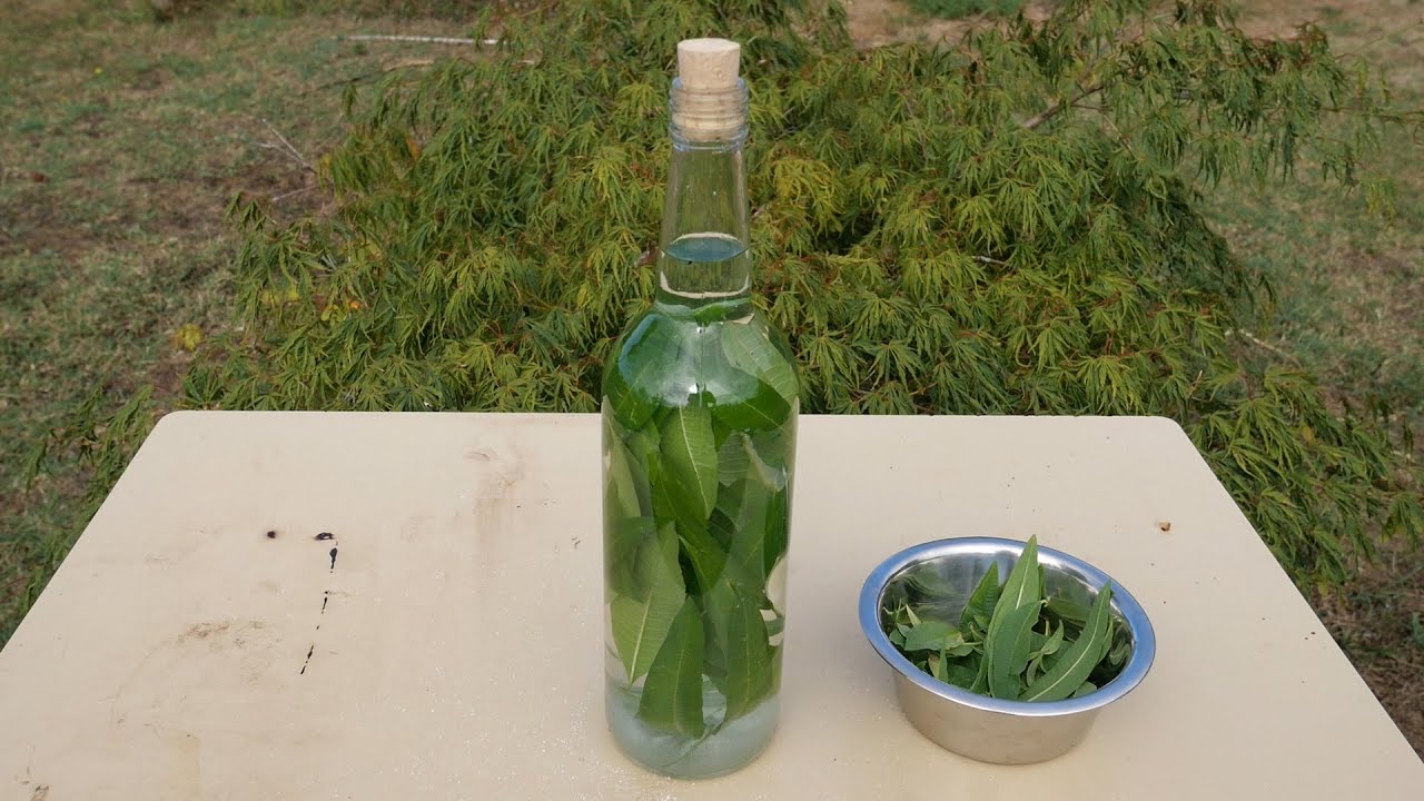Fabrication de liqueur de verveine