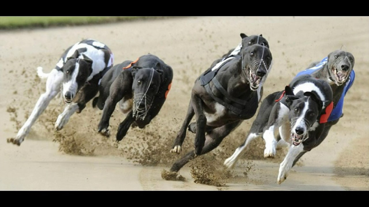 El Cuidado del Galgo de Carreras