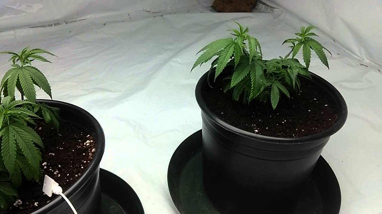 Clones Transplanted....