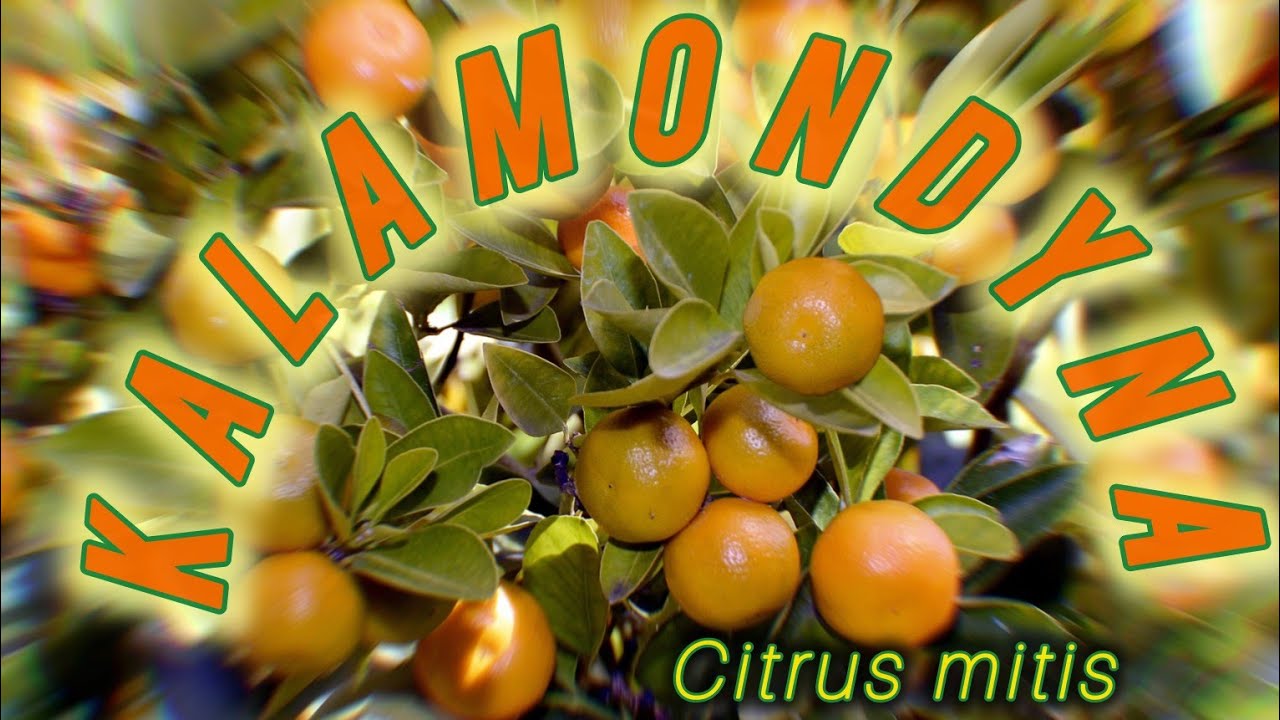 Kalamondyna - cytrus, kt&oacute;ry sprawdzi się w domu #kalamondyna