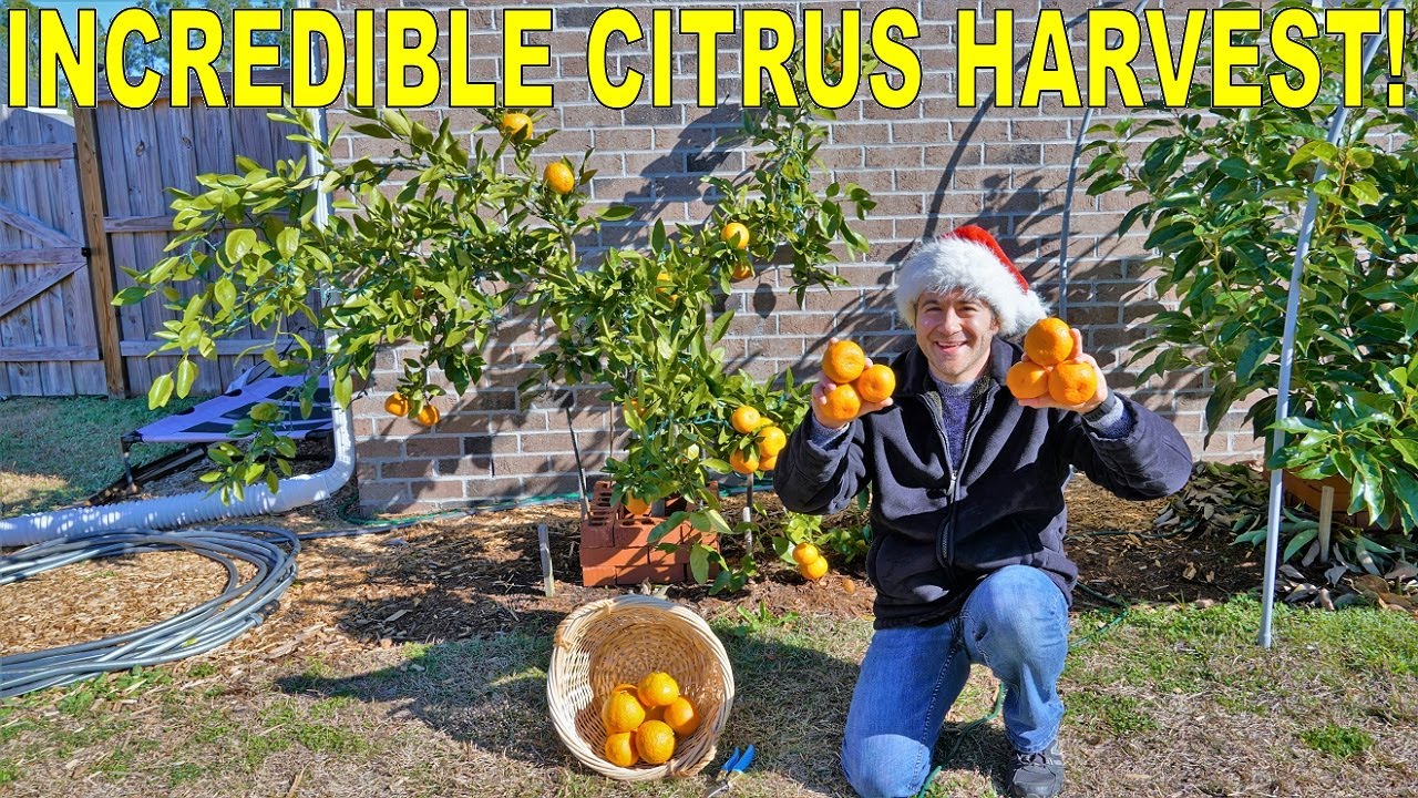 I Harvested Over 20 POUNDS Of Citrus Off A Second Year Tree!