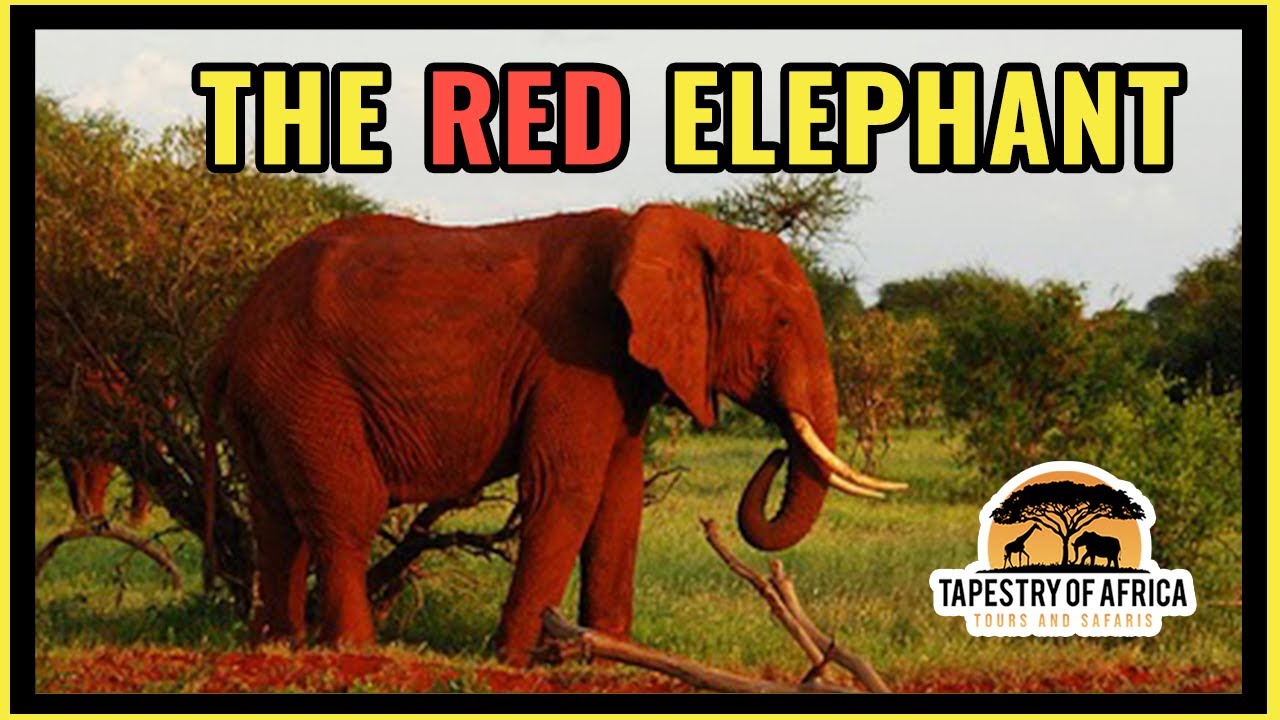 The Red Elephants of Tsavo East National Park in Kenya