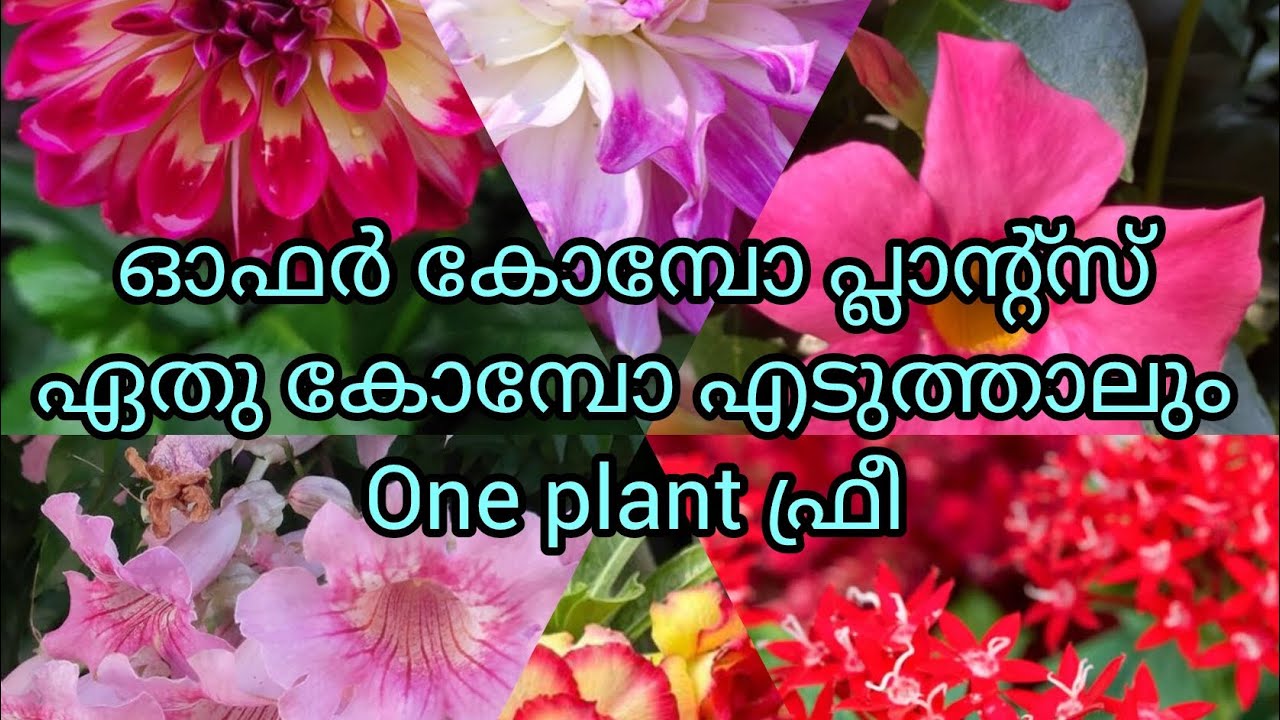 ഏതു എടുത്താലും ഫ്രീ കോമ്പോ ഓഫർ പ്ലാന്റ്സ് 