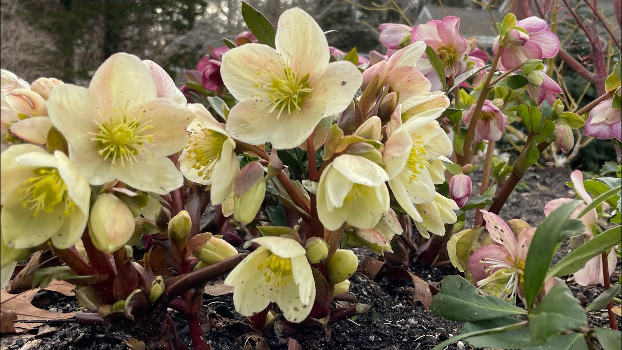 Helleborus (Lenten Rose) Perennial Flowering Garden Plants Clean Up 🌸Ep3