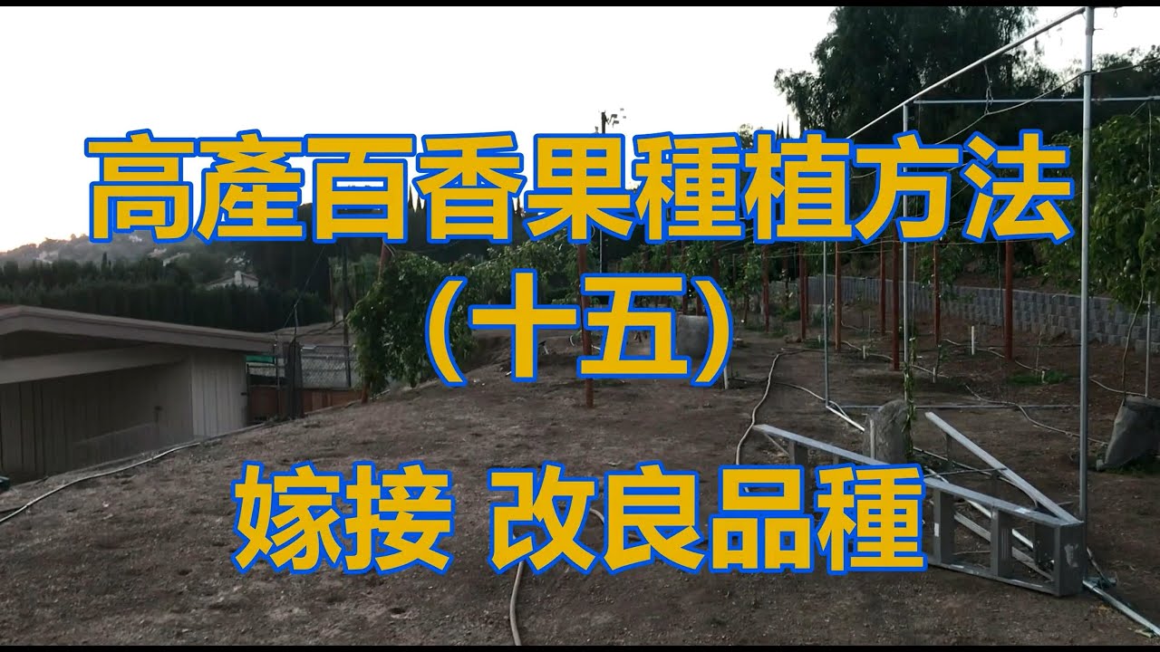 高產百香果種植方法（十五）嫁接 改良品種|
