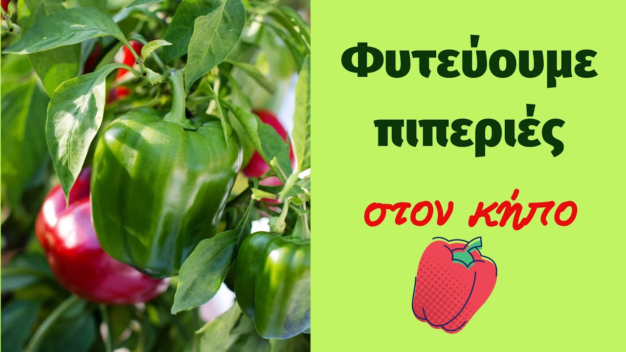 Φυτεύουμε πιπεριές στον κήπο