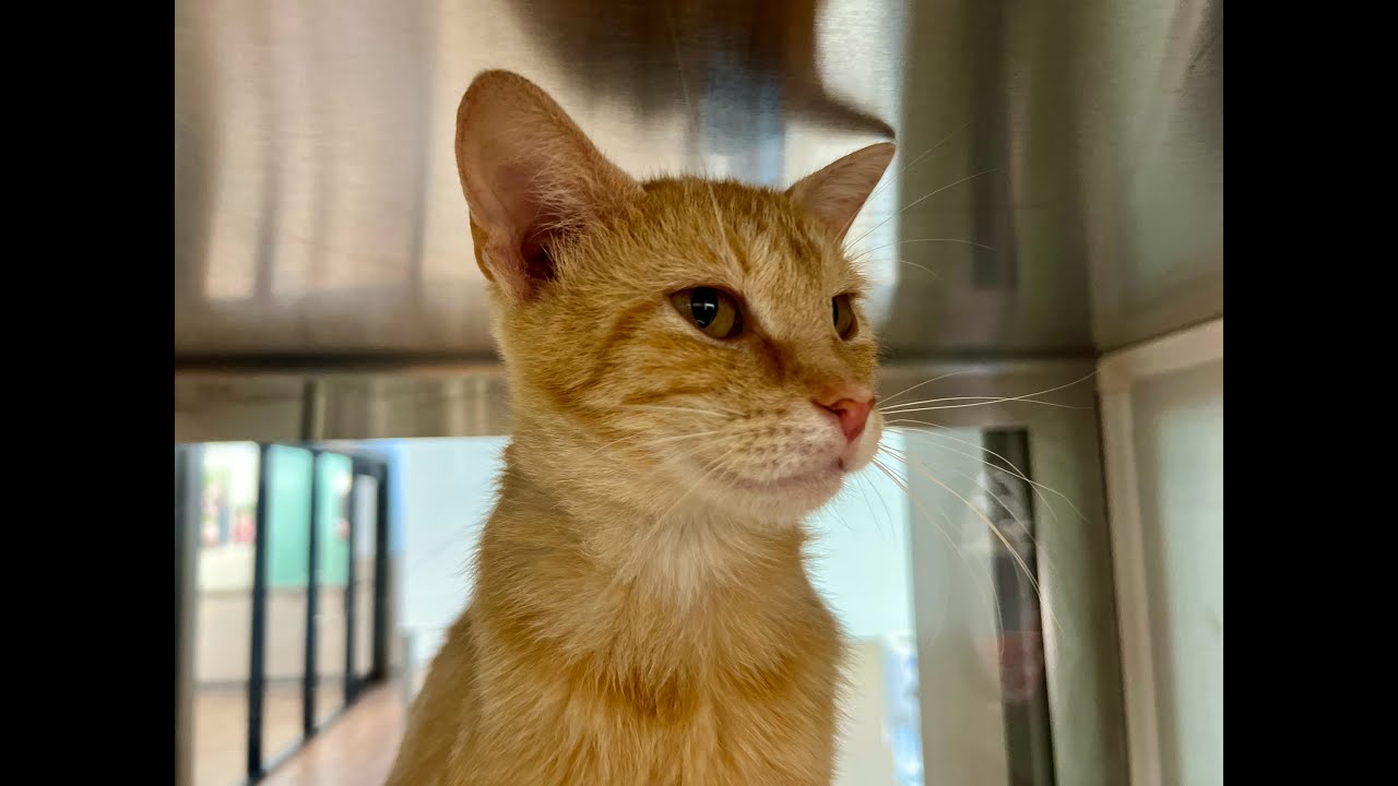 Madame Blueberry - Adoptable Cat at Brown County Humane Society