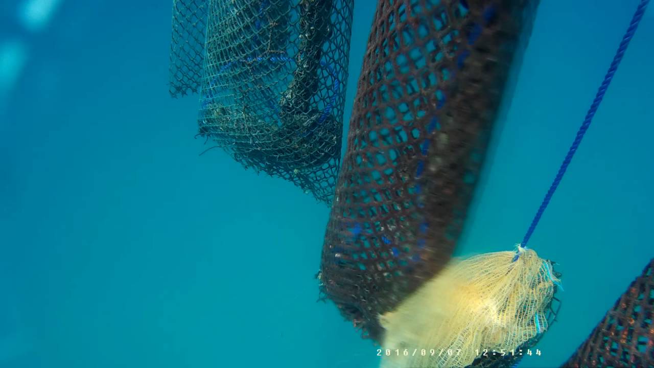 investissement en mer AQUA-SIRÈNE ferme de conchyliculture élevage des moules