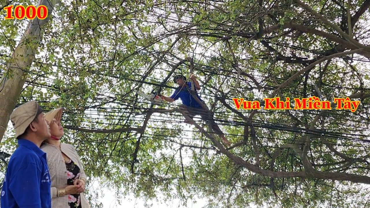 Tổng hợp sẽ ra sao nếu Vua Khỉ cưa hạ cây Táo lâu năm có quá nhiều dây điện ? Cutting jujube tree