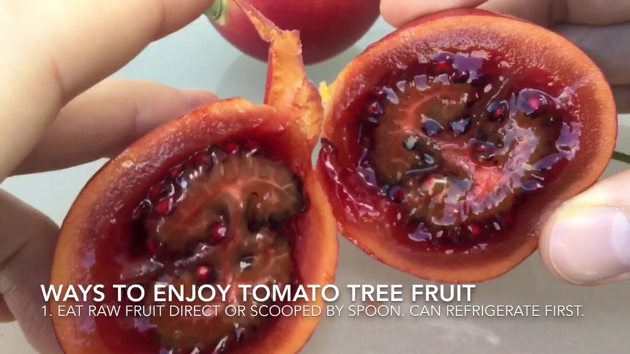 Tree Tomato Tomatoes Fruit / Tamarillo / Arbol Tomate How to Eat, How to Open & Natural History
