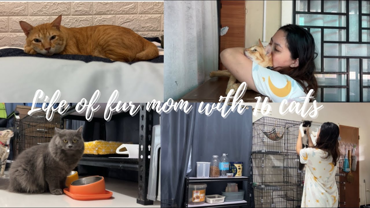 Life living with 16 cats | fur mom vlog | Moma Reny Ann