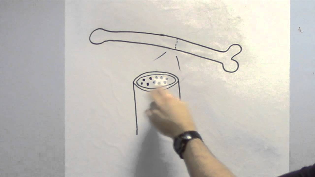 What Happens to Our Bones When We Exercise? | The Evidence Exercise | Episode 5