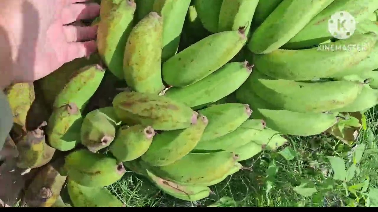 HARVESTING RIPE BANANA /LAKATAN 