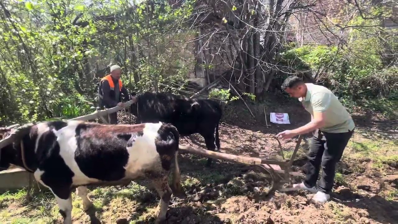 Sinop durağan Cevizlibağ köyünden kareler