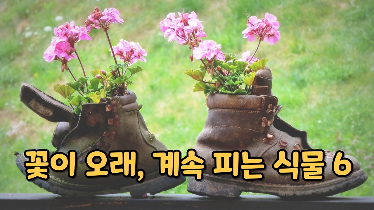 베란다에서 키우면 겨울에도 꽃을 볼 수 있는 식물 6/개화 기간이 긴 꽃