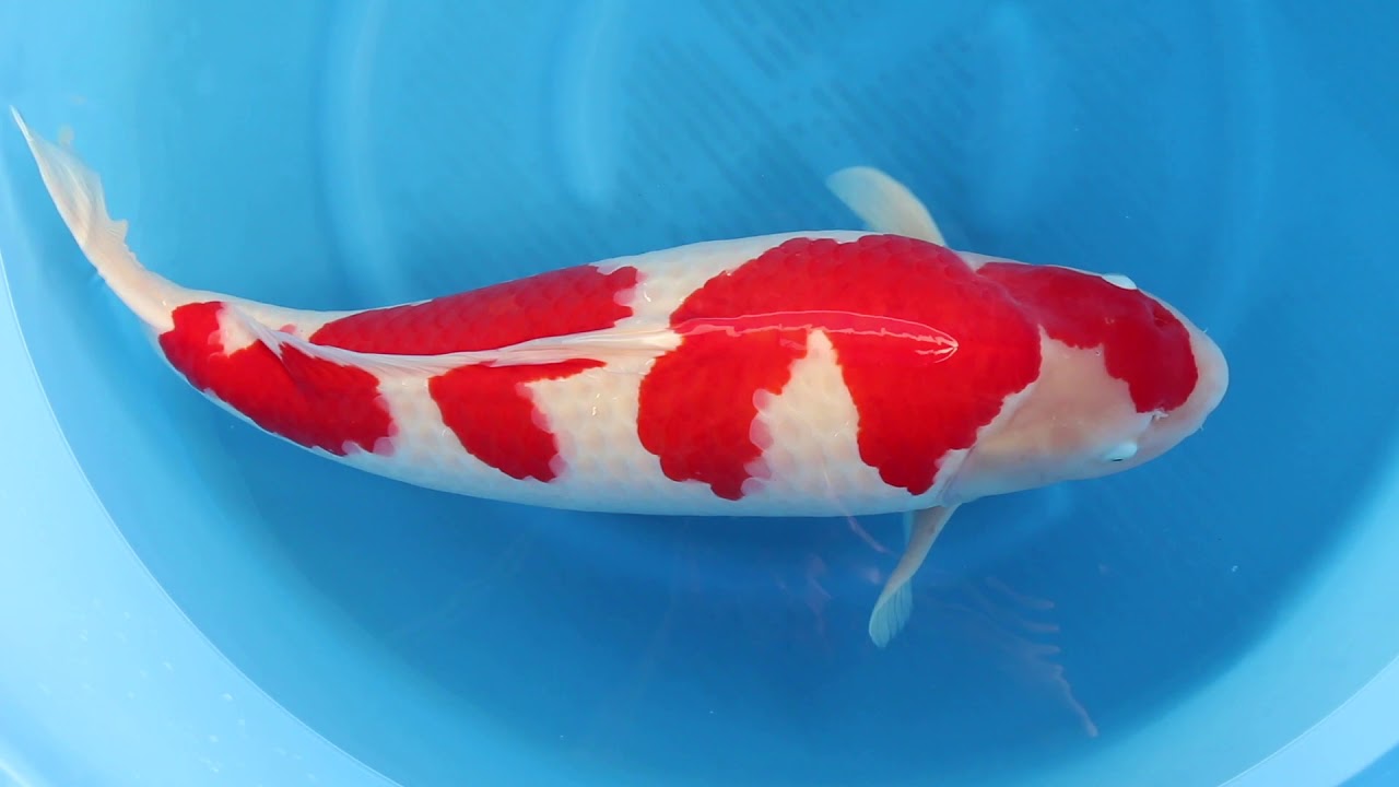 Sakai Kohaku 75 cm