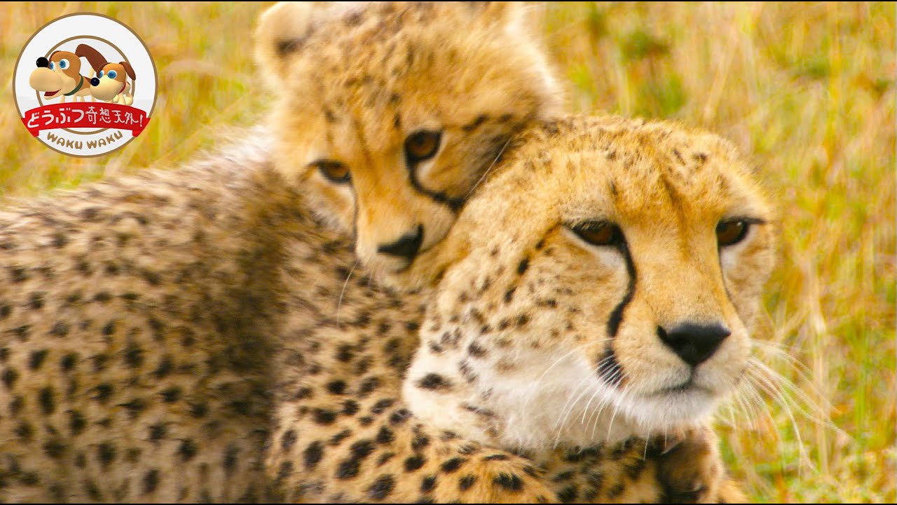 【一人っ子は珍しい】生後4ヶ月のチーターお嬢様に狩りの猛特訓！母の英才教育とは？【どうぶつ奇想天外／WAKUWAKU】