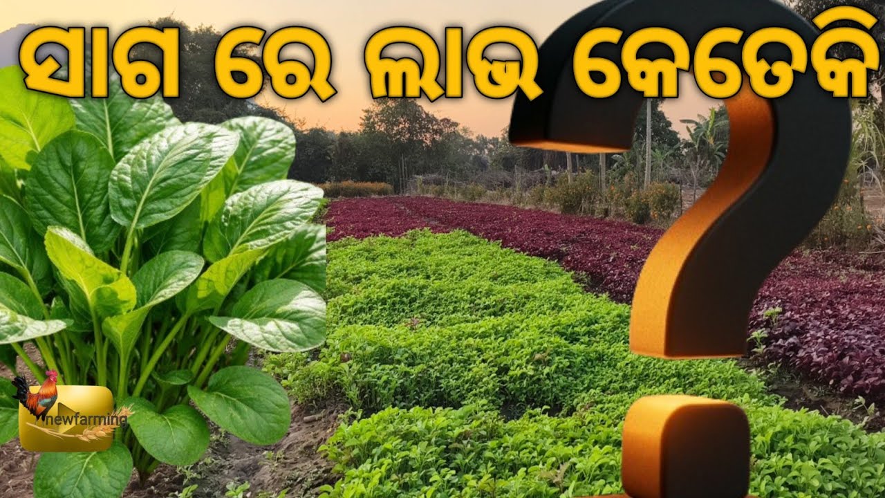 🌿 ଏଭଳି ଭାବେ ଚାଷ କରନ୍ତୁ ଭାଜି ସାଗ ! ଘରେ ବସି ସହଜରେ କମାନ୍ତୁ ଟଙ୍କା | Bhaji Saga Farming Tips in Odia