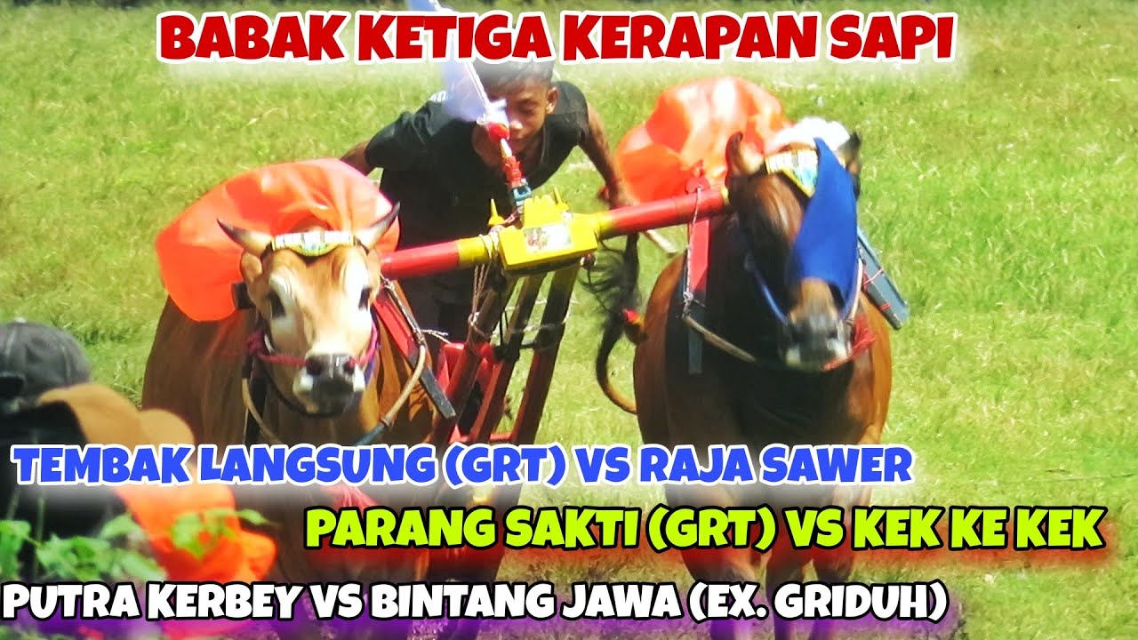 BABAK KEDUA DAN KETIGA KERAPAN SAPI PERANG BINTANG TEMPURAN || KALAHNYA 3 PASANG SAPI GAGAK RIMANG‼️