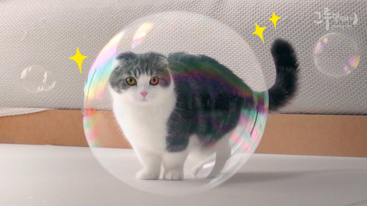 비눗방울 잡고 싶어 안달난 고양이 ㅋㅋ