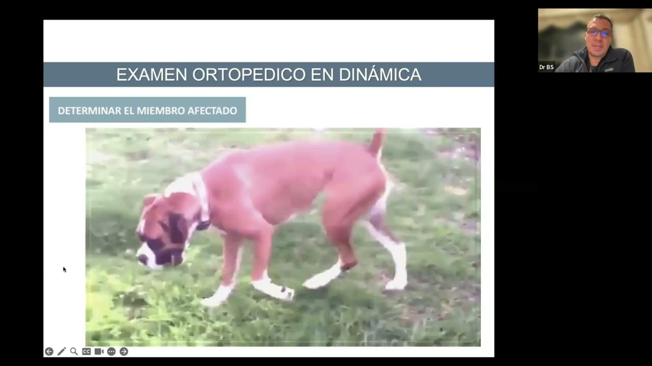 El examen ortopedico en pequenos animales. Dr. Beremiz Sánchez