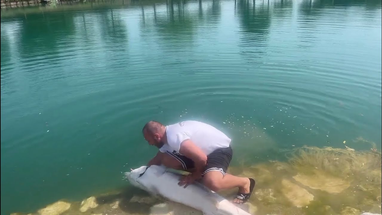 Storione Beluga al Cocchia’s Lake