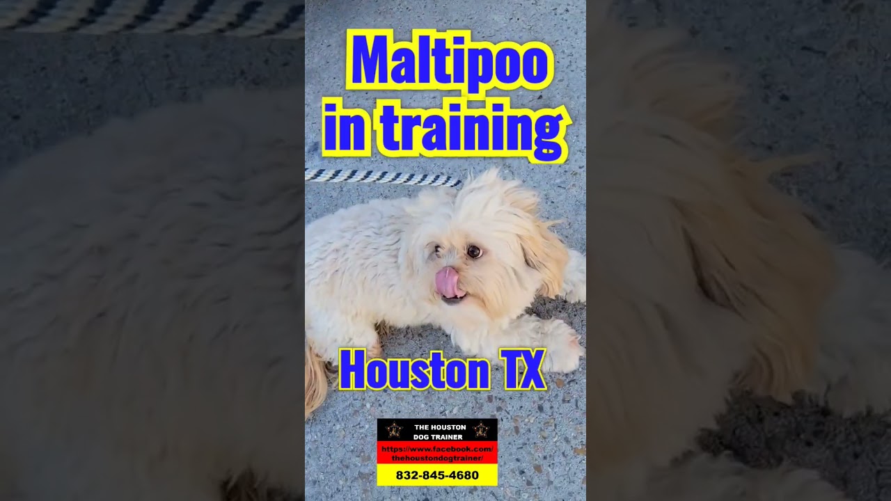 Just in Maltipoo in obedience training #1 Trainer in Houston Texas #dog #k9training #k9dogs