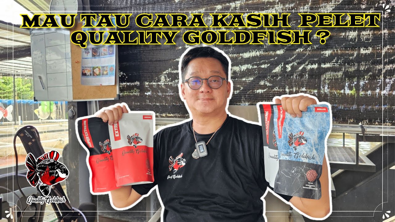 MAU TAU CARA KASIH PELET QUALITY GOLDFISH ???