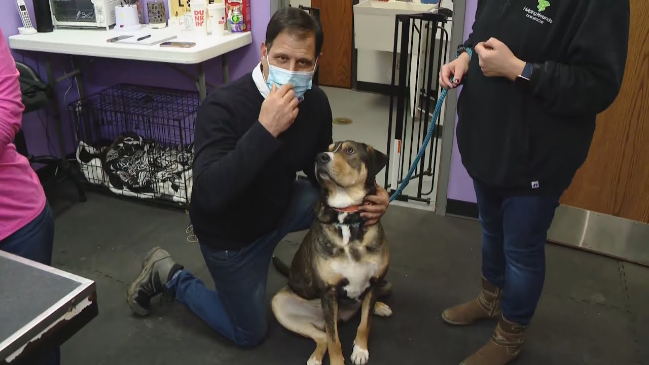 East Syracuse dog groomers offer free services for shelter dogs amid pandemic
