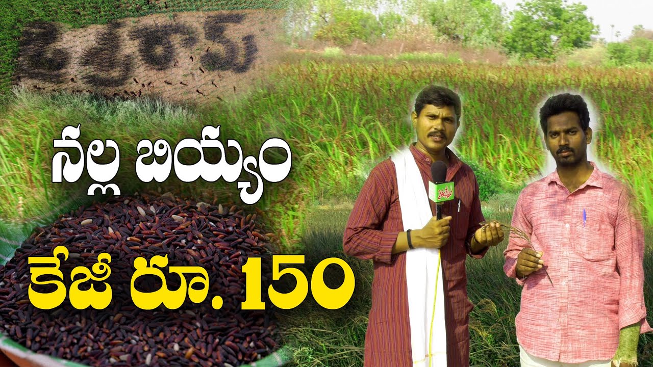ఎకరానికి ఖర్చులు పోను రూ. 50 వేల పైనే మిగులు || Black Rice Farming || Tirupati