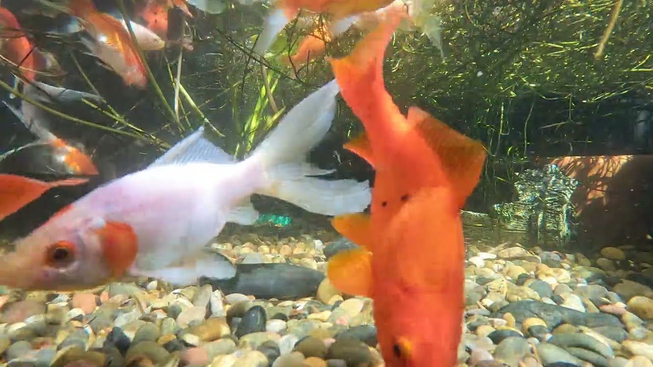 Pond Evolution 18December2025