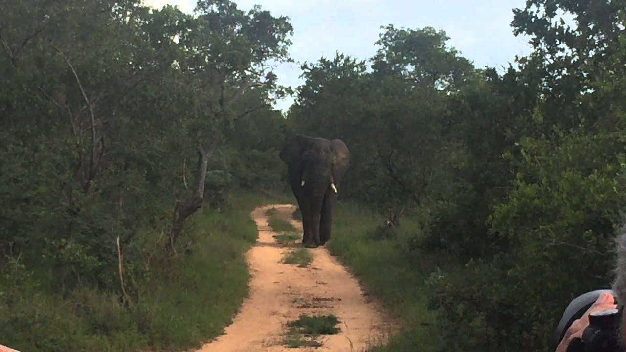 Bull Elephant chases safari tourists