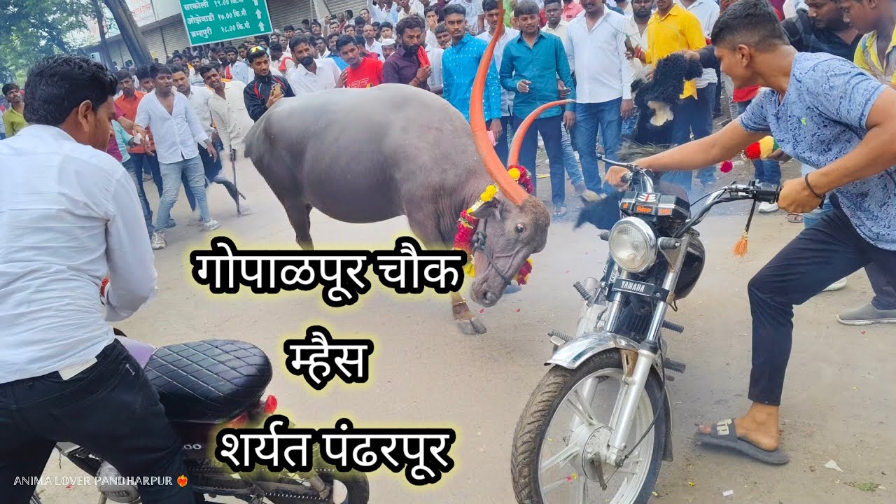 गोपाळपूर चौक म्हैस शर्यत पंढरपूर / Gopalpur chowk Maheshwari Pandharpur #viralvideo #baffalo #animal